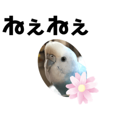 [LINEスタンプ] ♀こじろー2