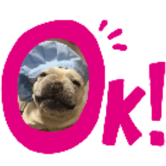 [LINEスタンプ] 笑っちゃうフレンチブルドッグ