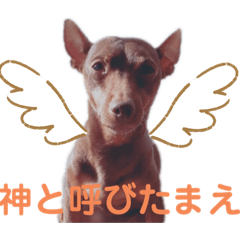 [LINEスタンプ] ミニチュアピンシャーのジャックとハナ
