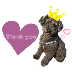 [LINEスタンプ] 我が家の愛犬Rifu