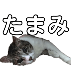 [LINEスタンプ] 猫又たまみ