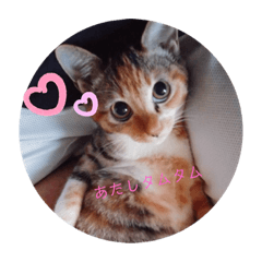 [LINEスタンプ] あたしTAMTAM