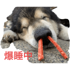 [LINEスタンプ] アラスカンマラミュート トンちゃん