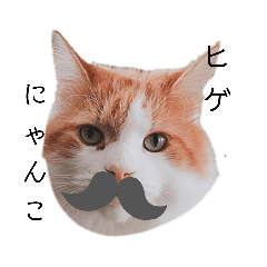 [LINEスタンプ] うちのニャンズたち
