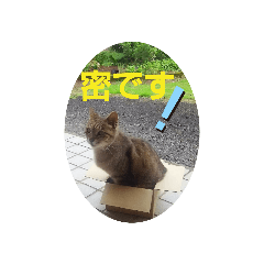 [LINEスタンプ] ねこズとともに
