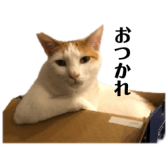 [LINEスタンプ] 猫 一郎くん