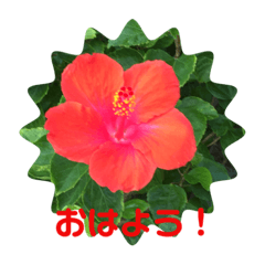[LINEスタンプ] おはよう元気！