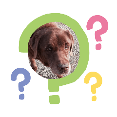 [LINEスタンプ] 愛犬♡ラブチョコ