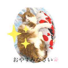 [LINEスタンプ] 猫の雷蔵スタンプ