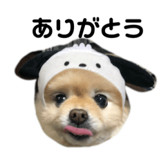 [LINEスタンプ] ポメラニアンのみるくちゃん