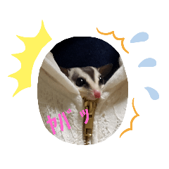 [LINEスタンプ] モモチラの日常