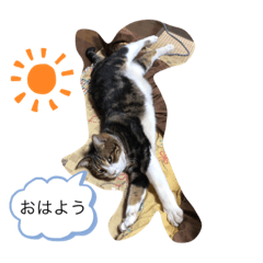 [LINEスタンプ] シバネコ2