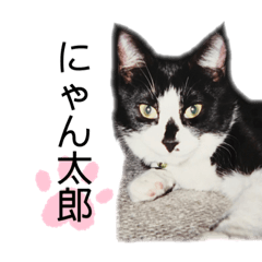 [LINEスタンプ] ねこちゃん 2