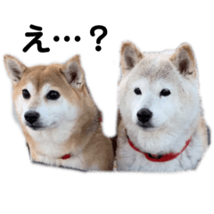[LINEスタンプ] 柴犬 もこむぎ2