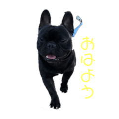[LINEスタンプ] フレンチブルドッグ2020
