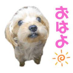 [LINEスタンプ] ❤️らふぁ＆とらのすけ❤️