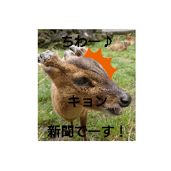 [LINEスタンプ] 発情島の(八丈島)キョンスタンプ