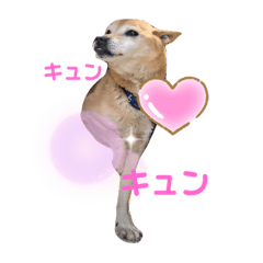 [LINEスタンプ] イケメン雑種犬チョコの画像（メイン）