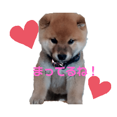 [LINEスタンプ] あずきくん♂