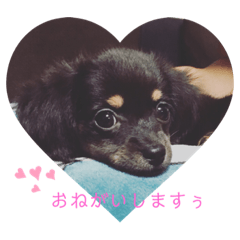 [LINEスタンプ] ♡うちのまろ♡