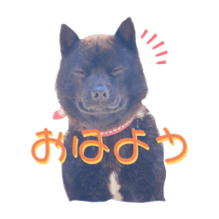 [LINEスタンプ] 甲斐犬 琥珀くん！！