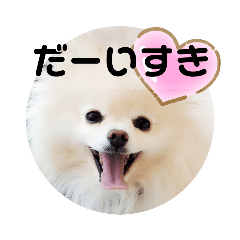 [LINEスタンプ] ポメラニアンですぅ❤️ちいさいクラブ