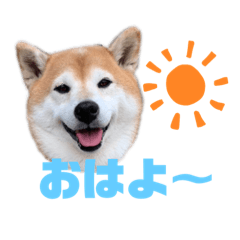 [LINEスタンプ] 柴犬羽蘭のハッピイエブリデイ