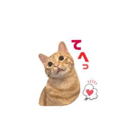 [LINEスタンプ] 茶トラの日常⭐︎エル