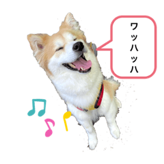 [LINEスタンプ] 保護犬 3dogs