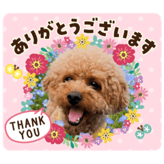 [LINEスタンプ] トイプードル ロン君