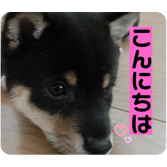 [LINEスタンプ] 日常黒柴