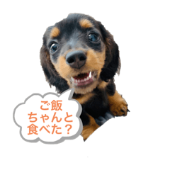 [LINEスタンプ] きみーのスタンプpart2