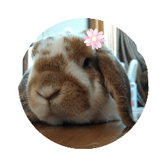 [LINEスタンプ] ゆっちのノンビリ日常3