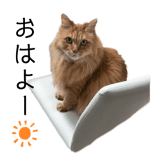 [LINEスタンプ] 愛しのふわふわねこ