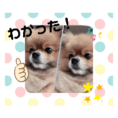 [LINEスタンプ] ポメラニアンのかんた3