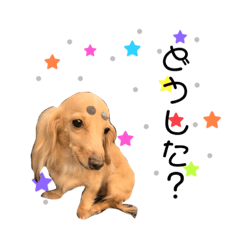 [LINEスタンプ] ちびちゃんstamp！！ʕ•ᴥ•ʔ