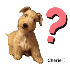 [LINEスタンプ] ラブリーシェリー（シェリたん）