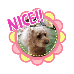 [LINEスタンプ] プードルスタンプNO.1