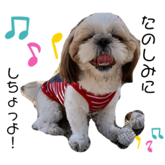 [LINEスタンプ] シーズーこてつくん♡五島弁もあるよ♡