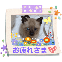 [LINEスタンプ] ミルク☆ココア(うちの子スタンプ)