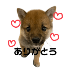 [LINEスタンプ] 日常会話スタンプ（豆柴ムギくん）