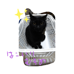 [LINEスタンプ] ミニャニャ独り言