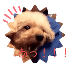 [LINEスタンプ] くっちゃんの日常