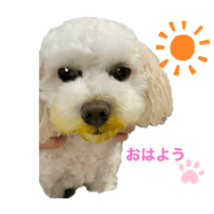 [LINEスタンプ] マルポメのモコさん♡
