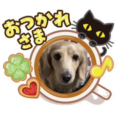 [LINEスタンプ] ミニチュアダックス純恋ちゃんスタンプ3