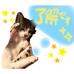 [LINEスタンプ] 千代ミュウボンちゃんの日常会話
