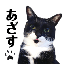 [LINEスタンプ] うちのコバン知りませんか？ 3