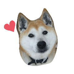 [LINEスタンプ] 柴犬クマのスタンプ