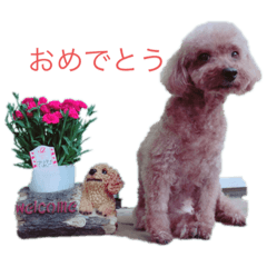 [LINEスタンプ] 毎日とにあずだよ