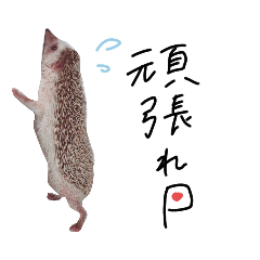 [LINEスタンプ] トミーちゃん☽︎‪︎.*·̩͙‬